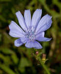 Chicory